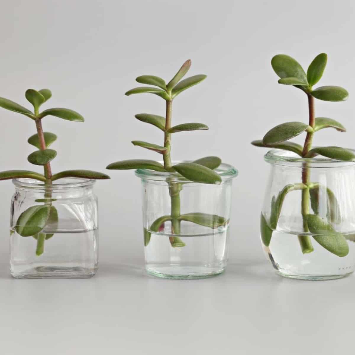 Succulent stems in glass jars with water.