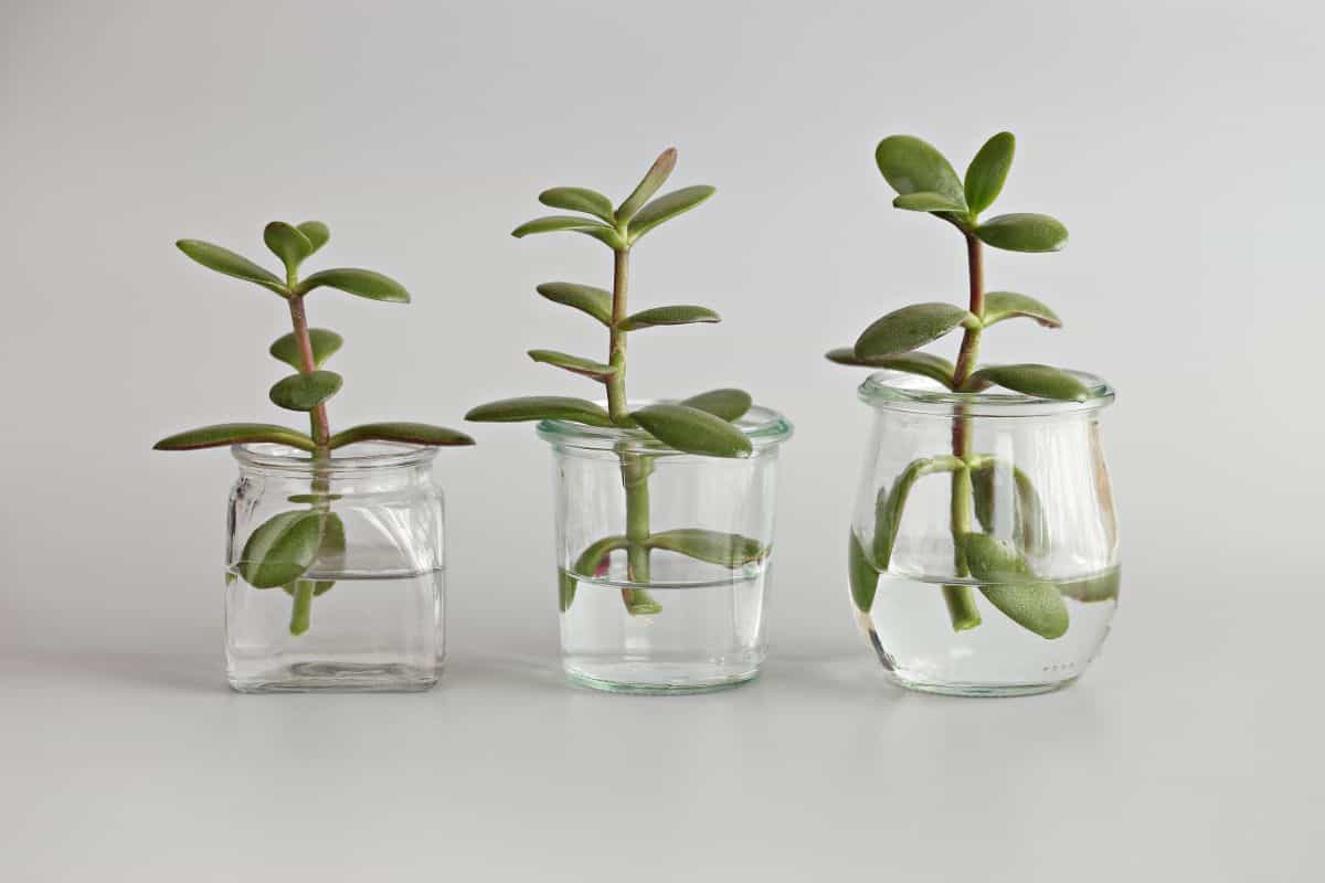Succulent stems in glass jars with water.