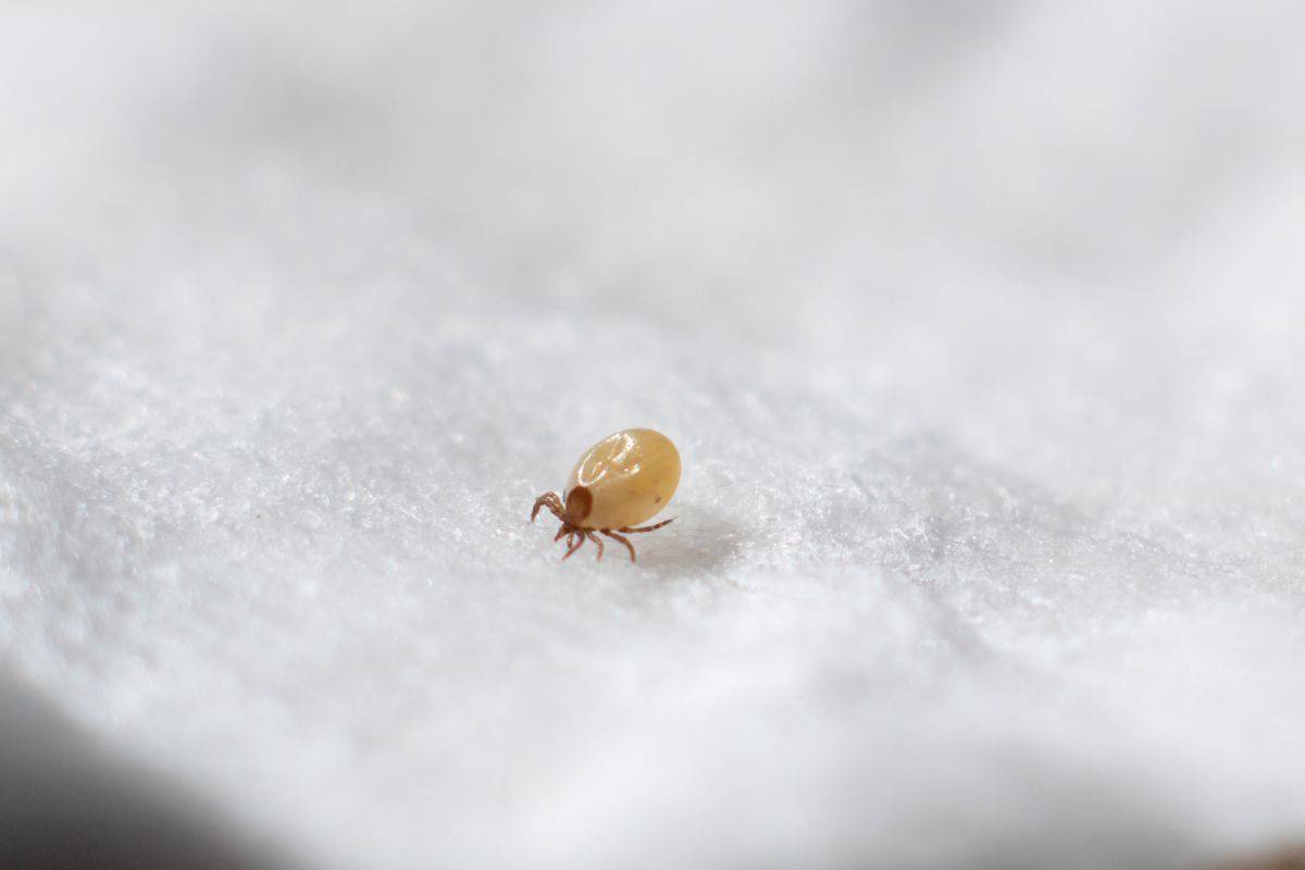 White mite pest close-up.