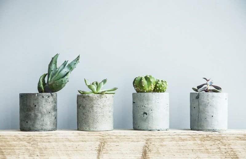 Succulents in concrete pots.