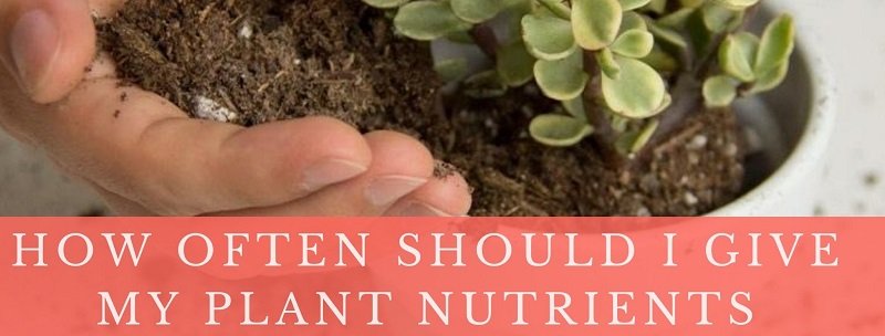 How Often Should I Give My Plant Nutrients?