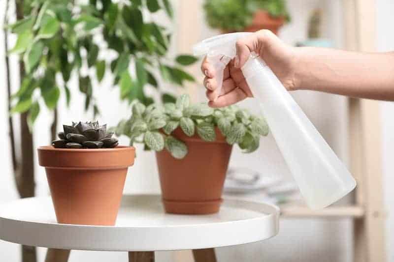 Watering succulents with a plastic sprayer.
