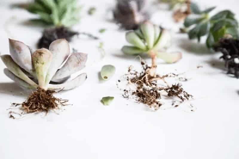 Succulents with roots on a white background.