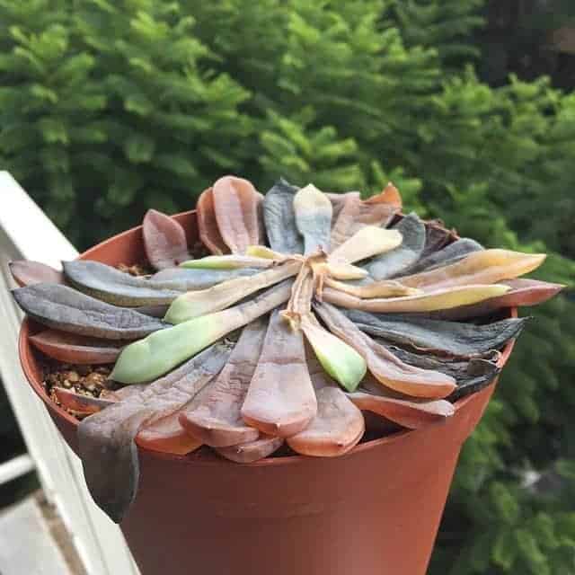 Dry-out succulent in a pot.