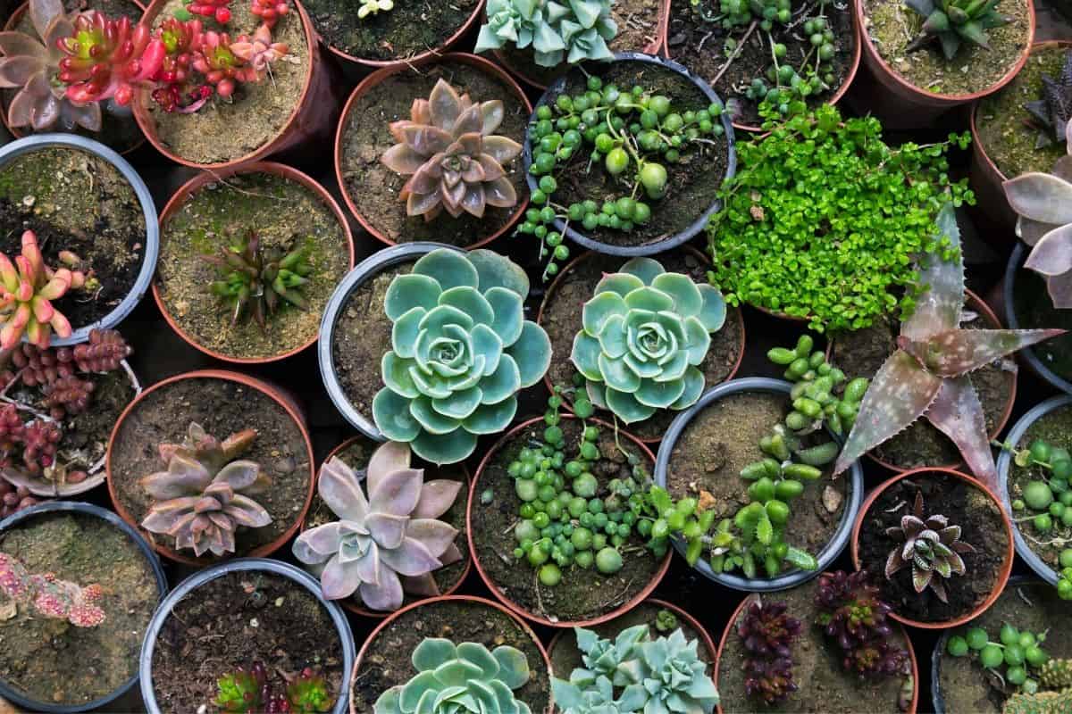 Different varietes of succulents in pots.