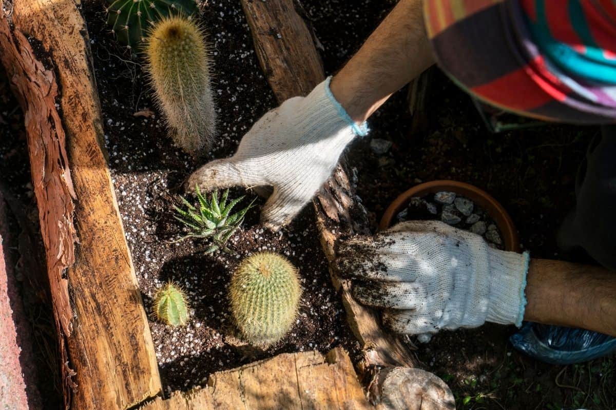 Gardener fertilizing succulents in a wooden pot.