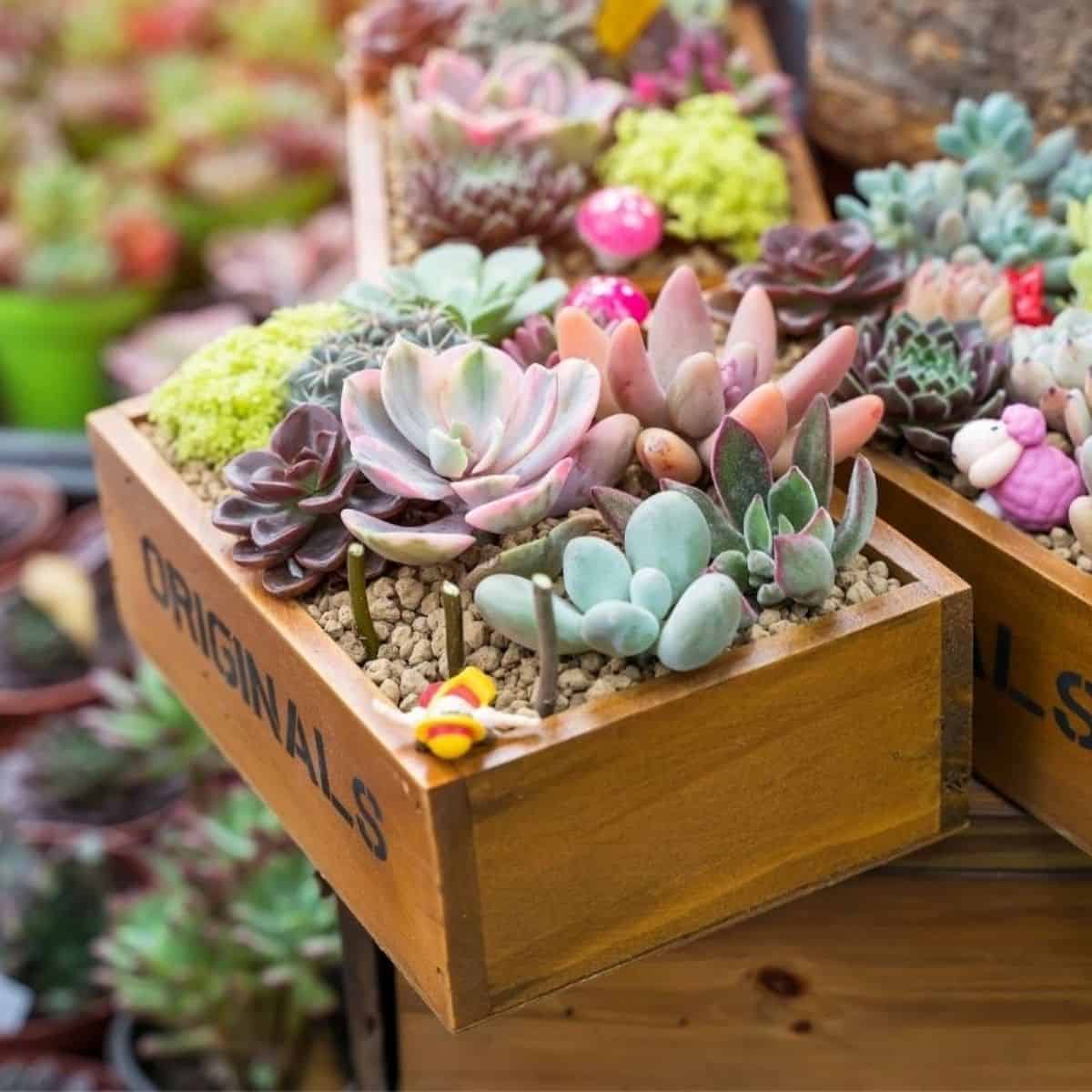 Succulents growing in wooden boxes.