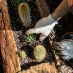 Gardener fertilizing succulents in wooden pot.