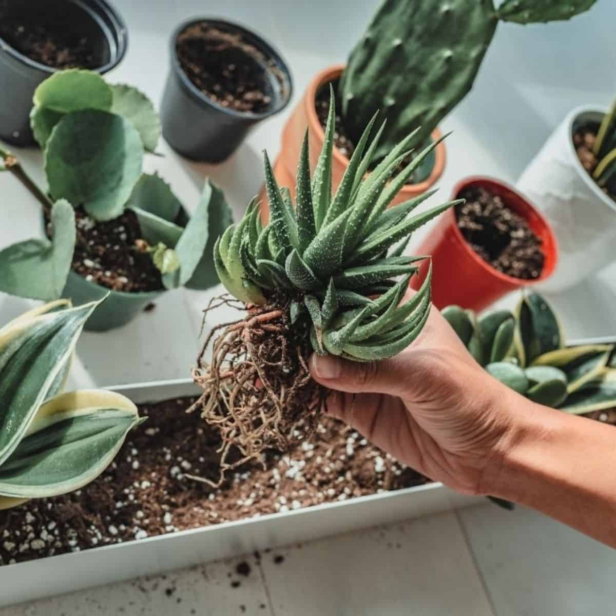 Hand holding a bare succulent over a container.