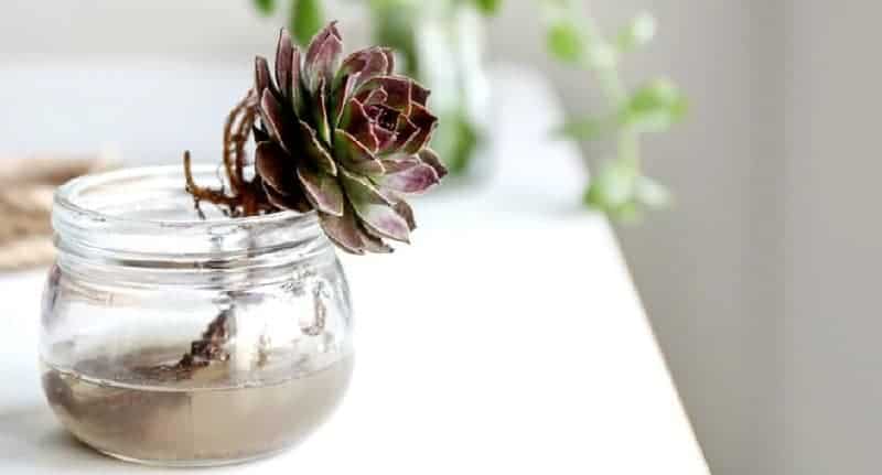 Succulent in a glass jar with water.