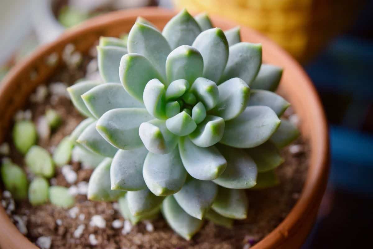 Succulent growing in a red pot.
