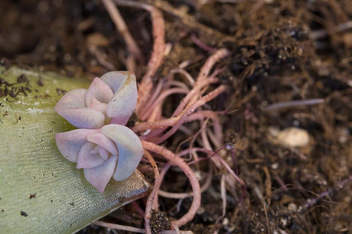 A succulent plant with bare roots.