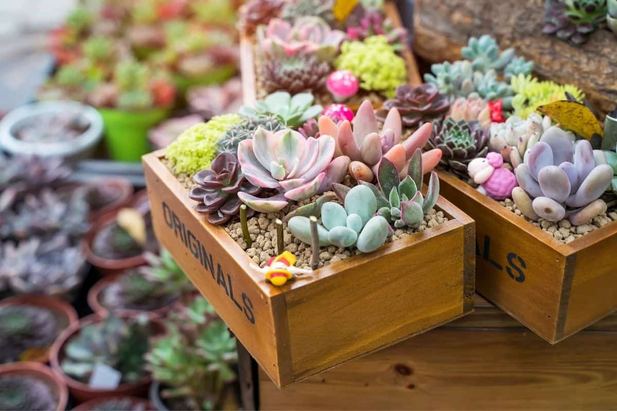 Succulents growing in wooden boxes.