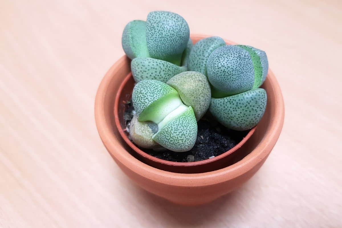 Succulents in a red pot on a table.