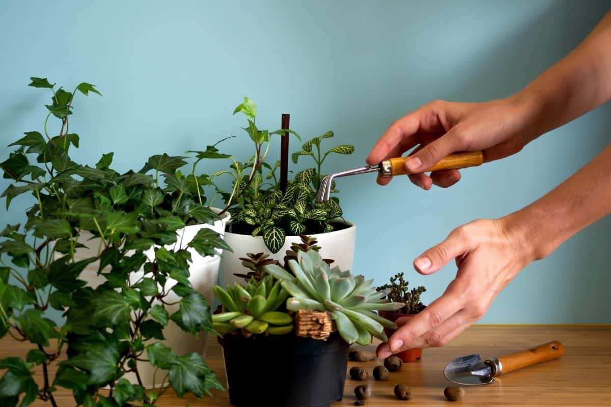 Man taking care of succulents in pots.