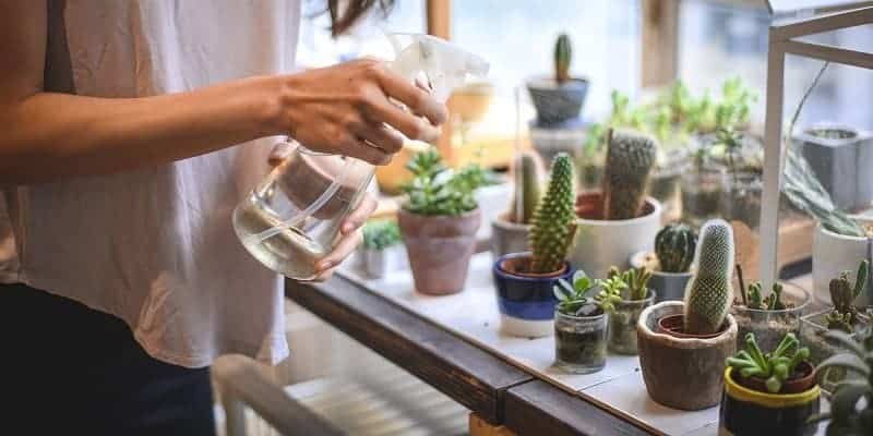 Woman spraying succulents in pot with water.