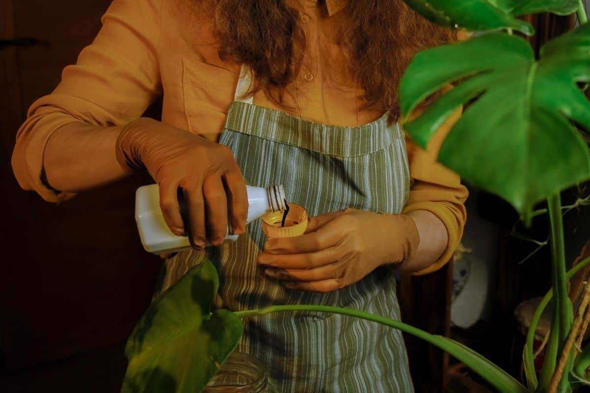 Woman pouring a liquid fertilizer into a small plastic lid.