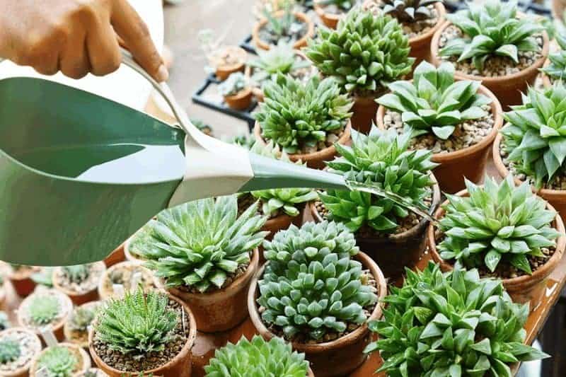 Watering succulents in pots with a watering can.