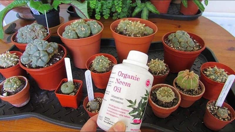 Hand holding organic neem oil package near succulents in pots.