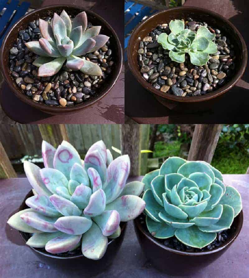 The growing process of succulents in a pot.