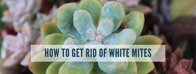 How to Get Rid of White Mites Using Only Natural Products
