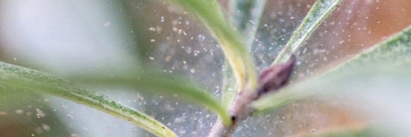 White mites on a plant.