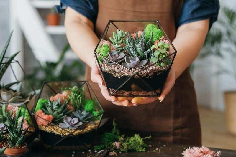 A gardener holding a pot with succulents.