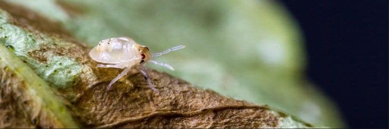 White mite close-up.