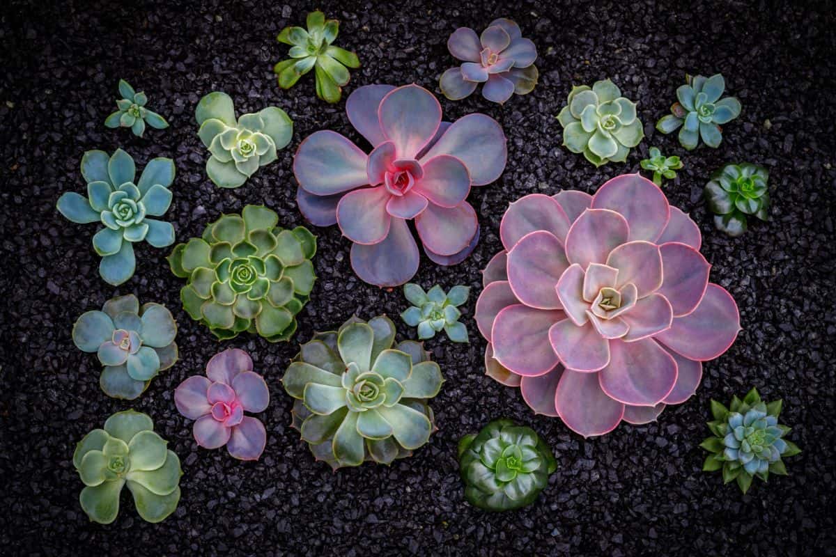 Echeveria succulents planted in soil.