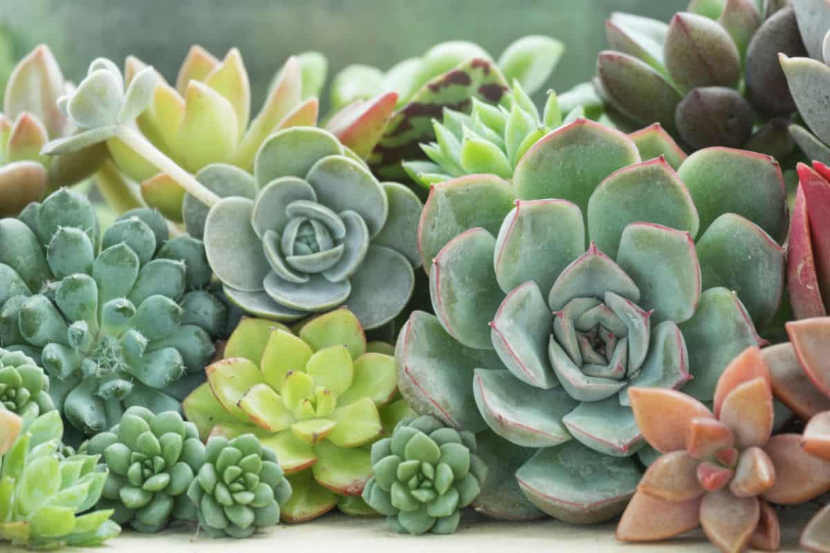 Different varietes of succulents.