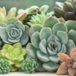 Different varietes of a succulents.