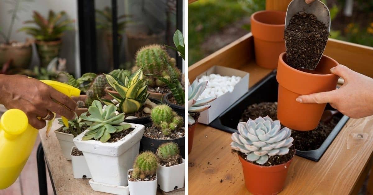 How to Revive a Dying Succulent Most Efficient Botanist Tips
