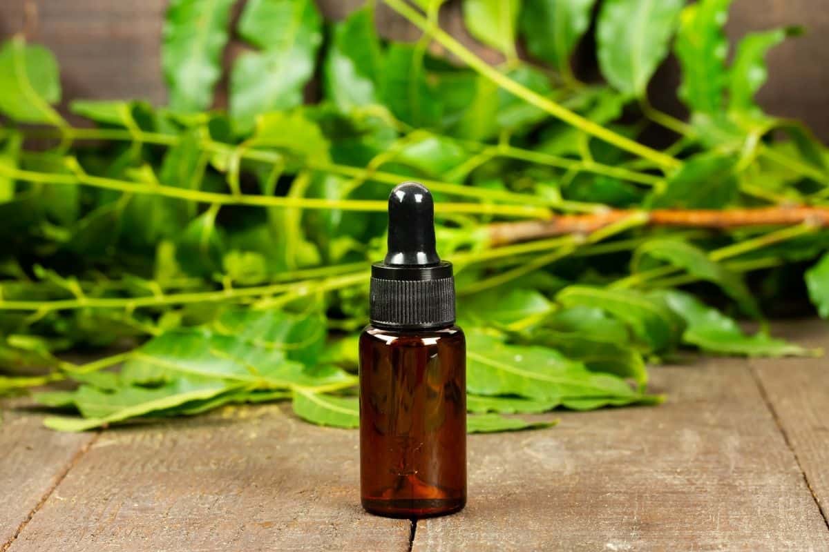 Neem oil in a jar on the table with  neem plant.