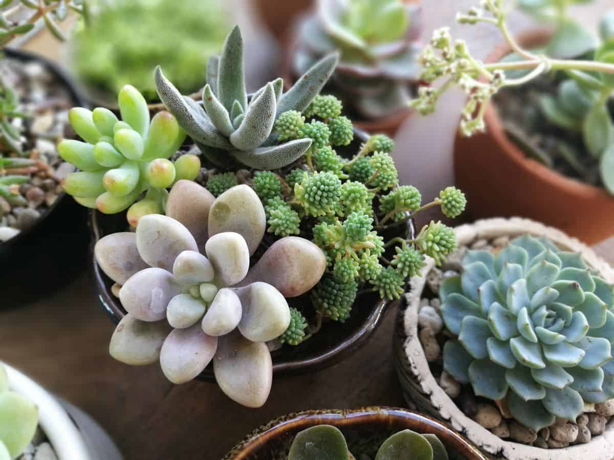 Small succulents growing in a pot.