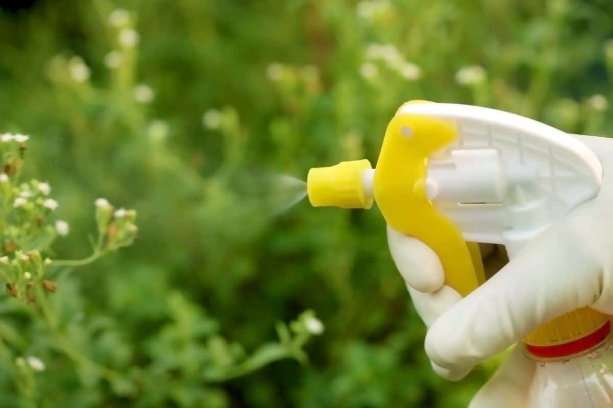 Hand with a glove spraying an insect on the plants.