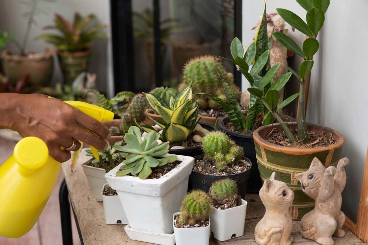 Hand spraying succulents in pots with a yellow sprayer.