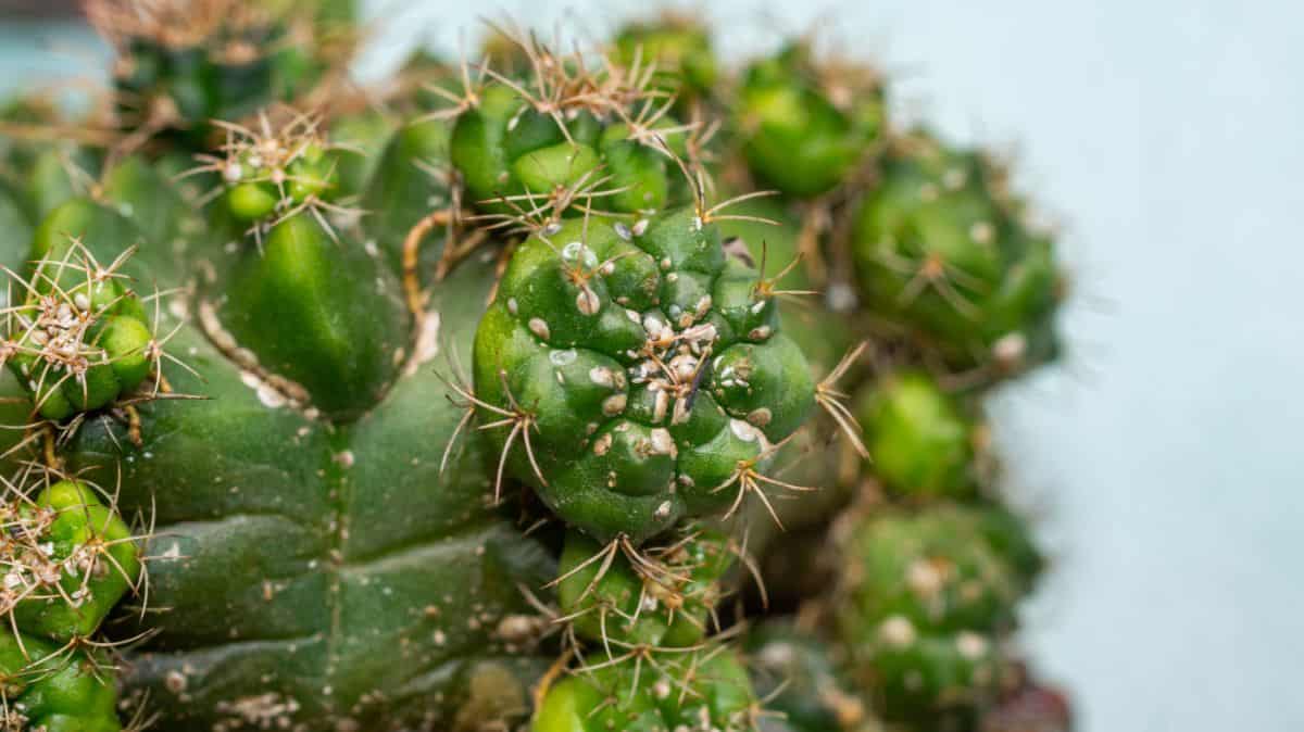 White mites on a cactus.