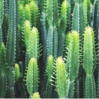 How to Remove Cactus Needles