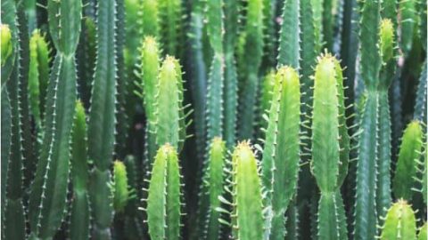 How to Remove Cactus Needles