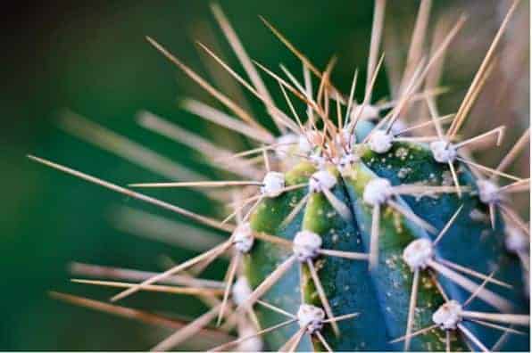 Cactus needles close-up.