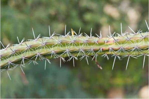 Cactus needles close-up.