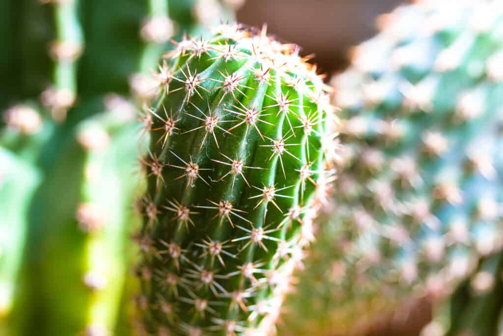 How to Remove Cactus Needles Sublime Succulents