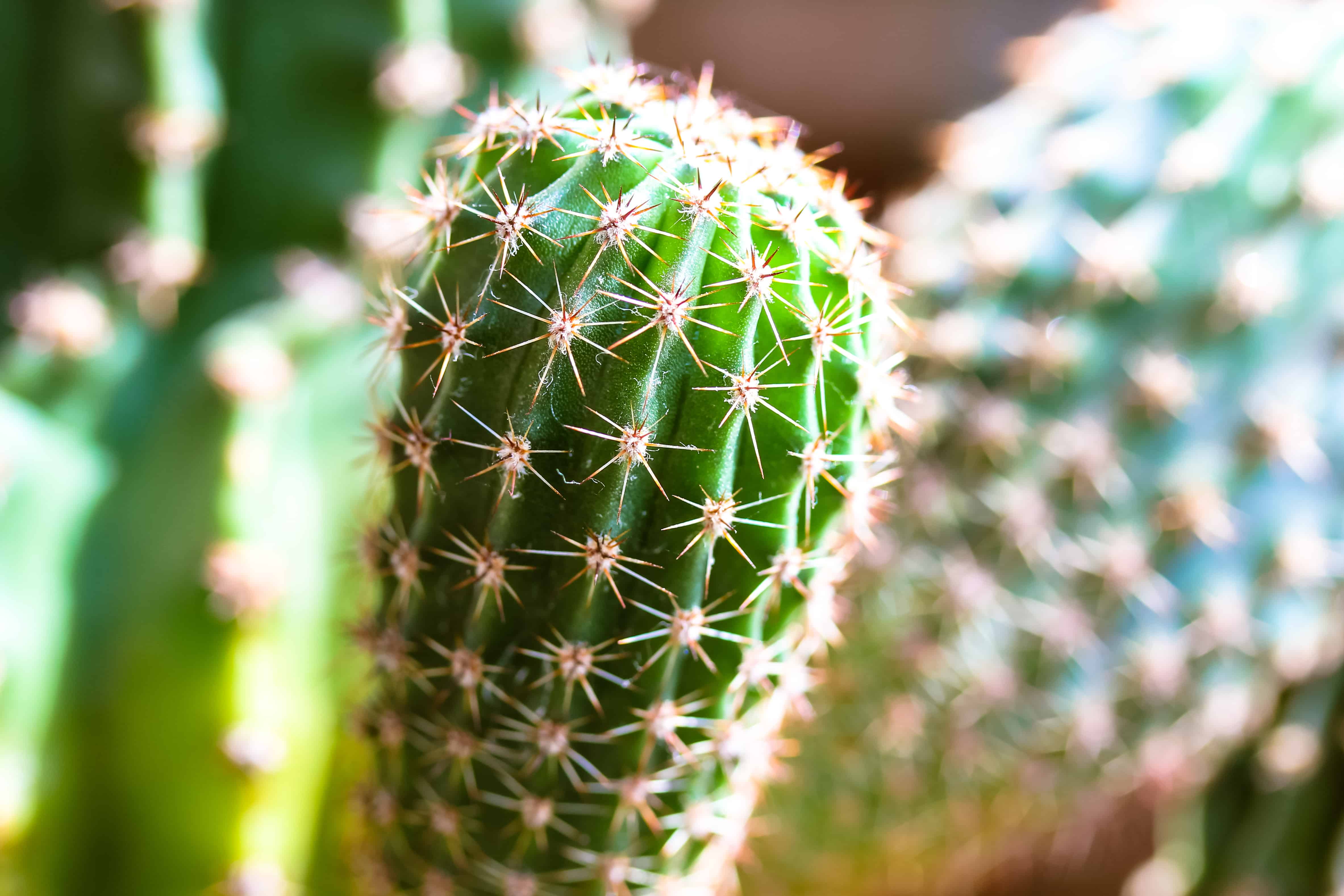 Cactus needles close-up.