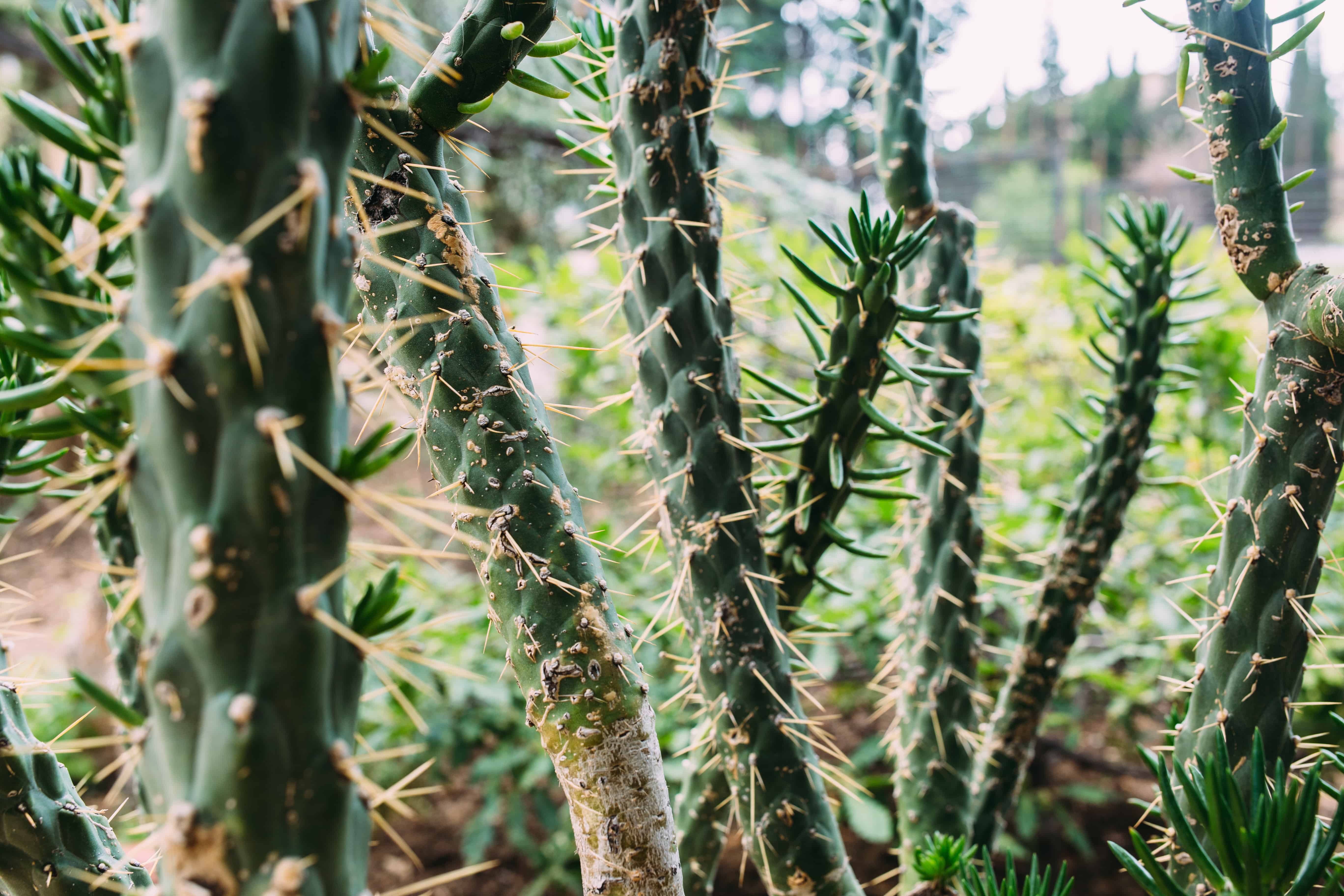 Cactus needles close-up.