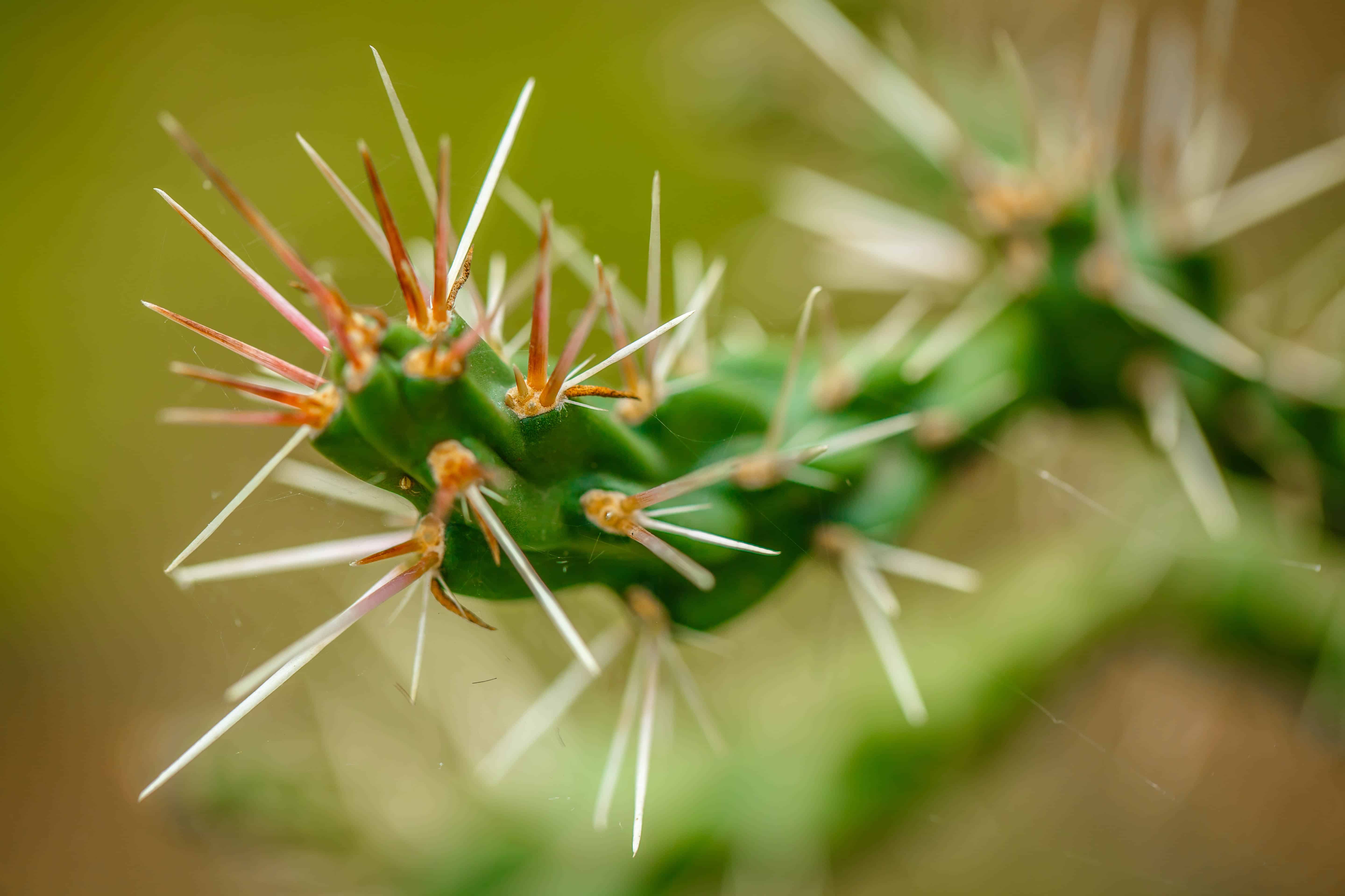 Cactus needles close-up.