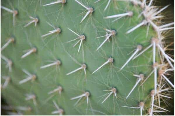 How to Remove Cactus Needles