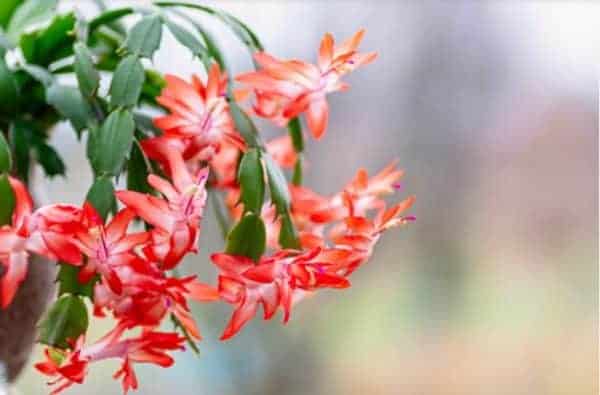 Blomming Christmas Cactus flower close. up.