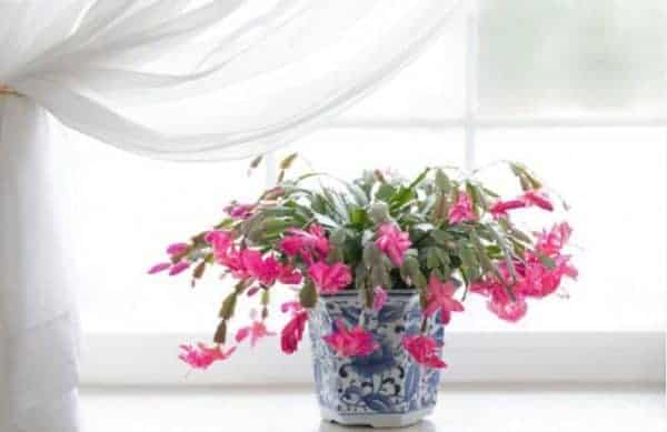 How to Repot a Christmas Cactus