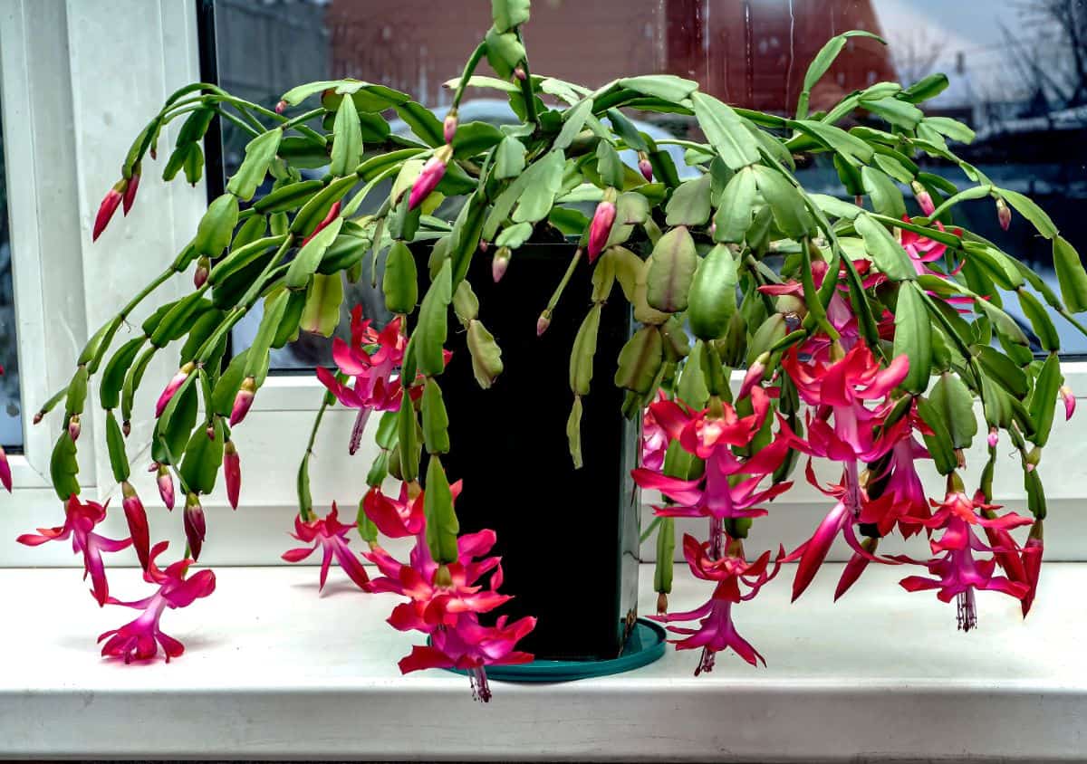 Beatiful blooming christmas cactus succulent in a pot.,