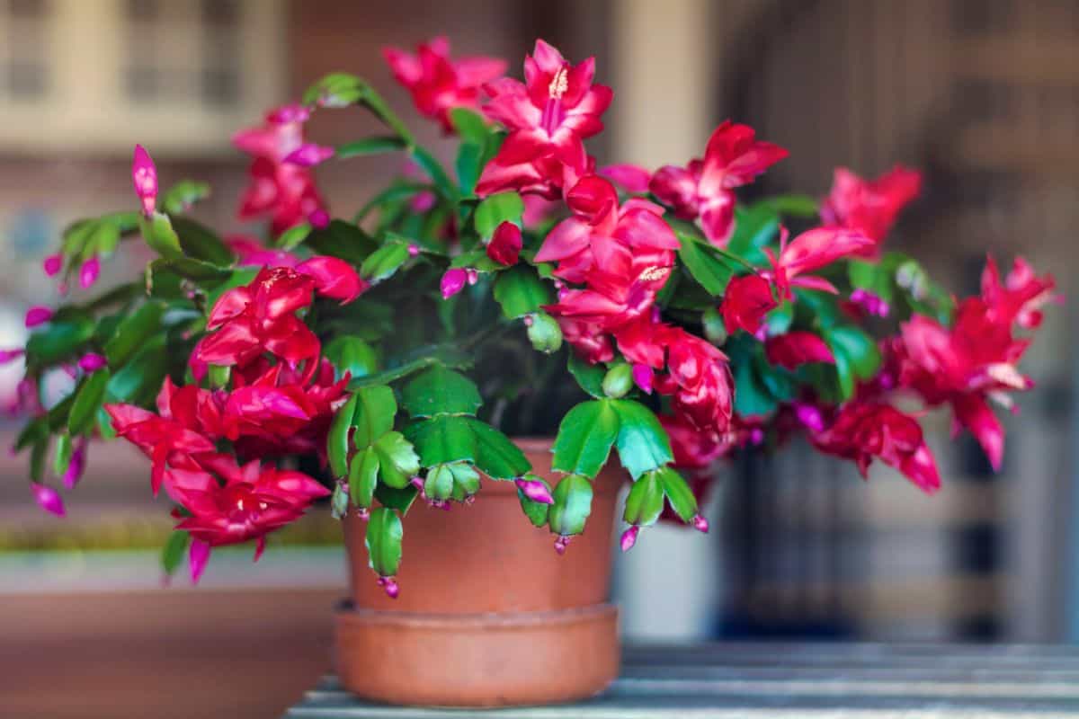 Beatiful blooming christmas cactus succulent in a pot.,